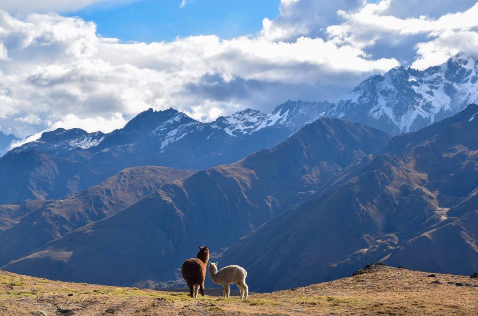 Alpacas vs Llama