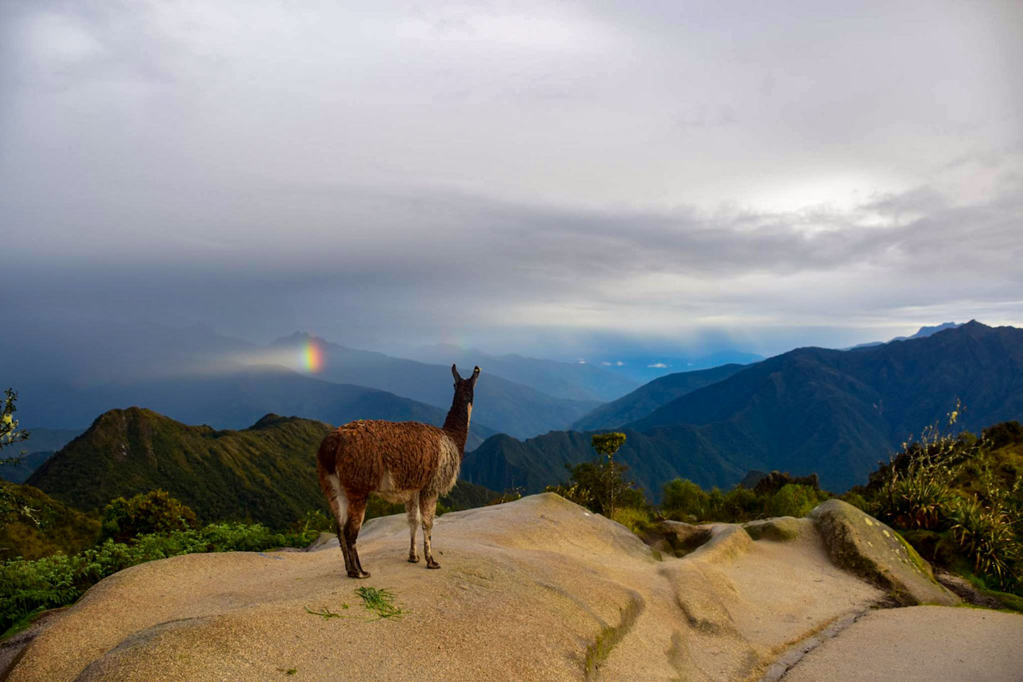 Alpacas vs Llama