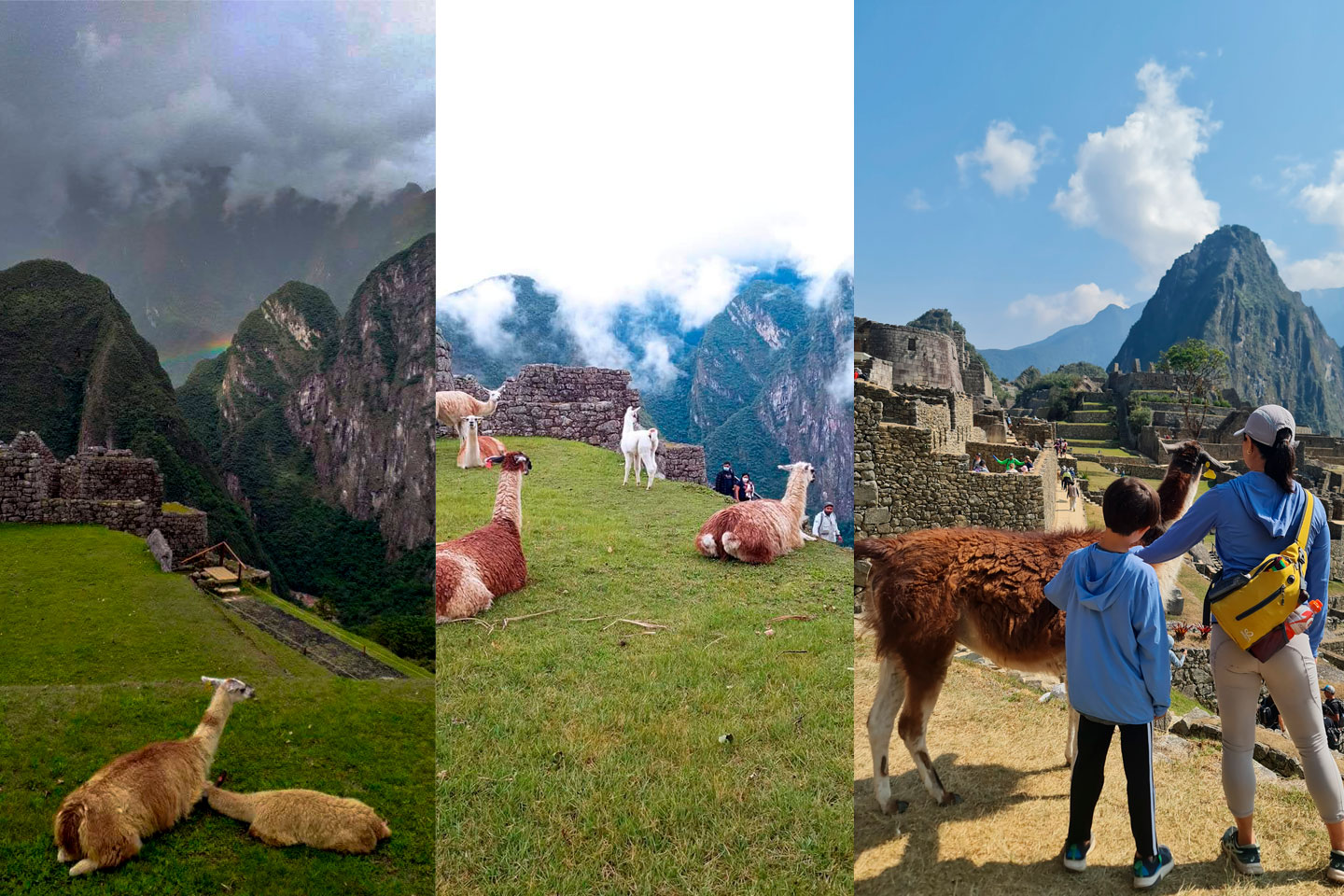 Llama Machu Picchu
