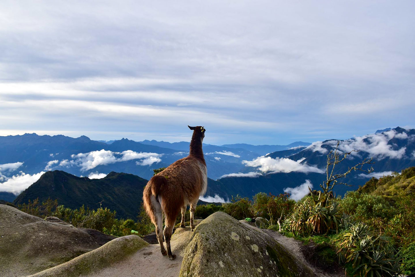 Llama vs Alpaca