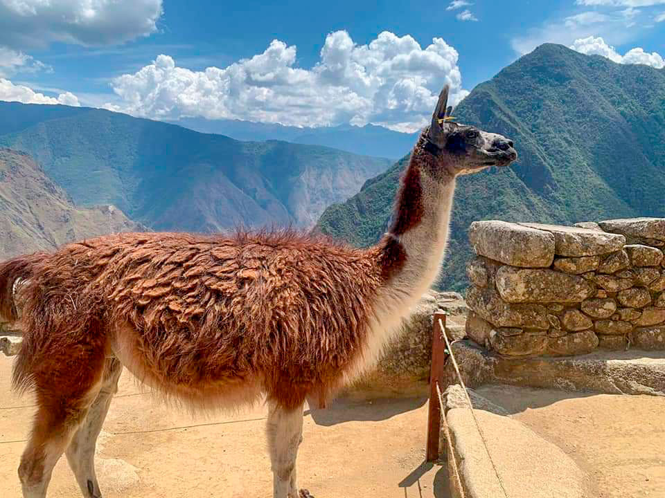 Machu Picchu llama