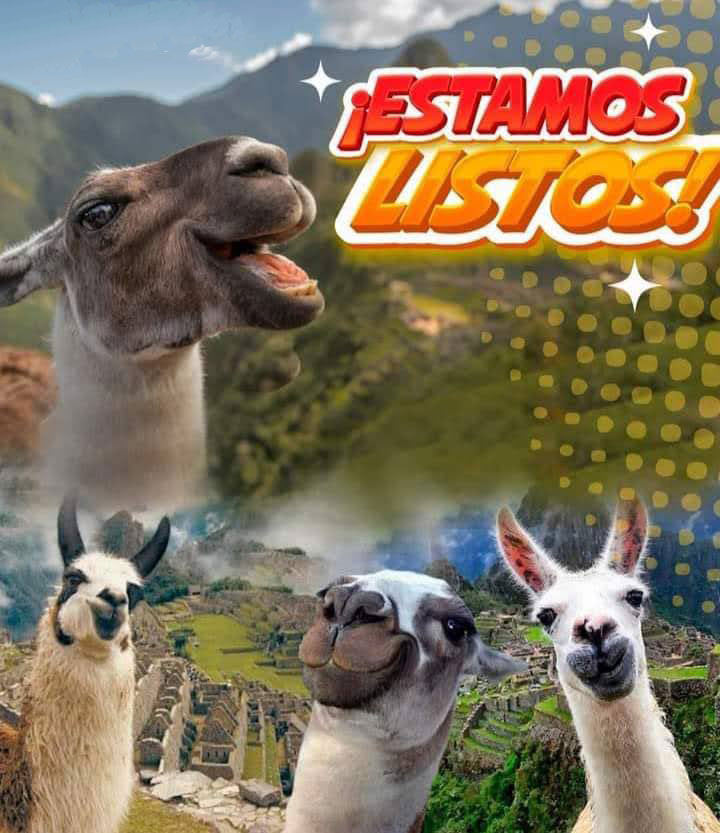 Machu Picchu Llamas