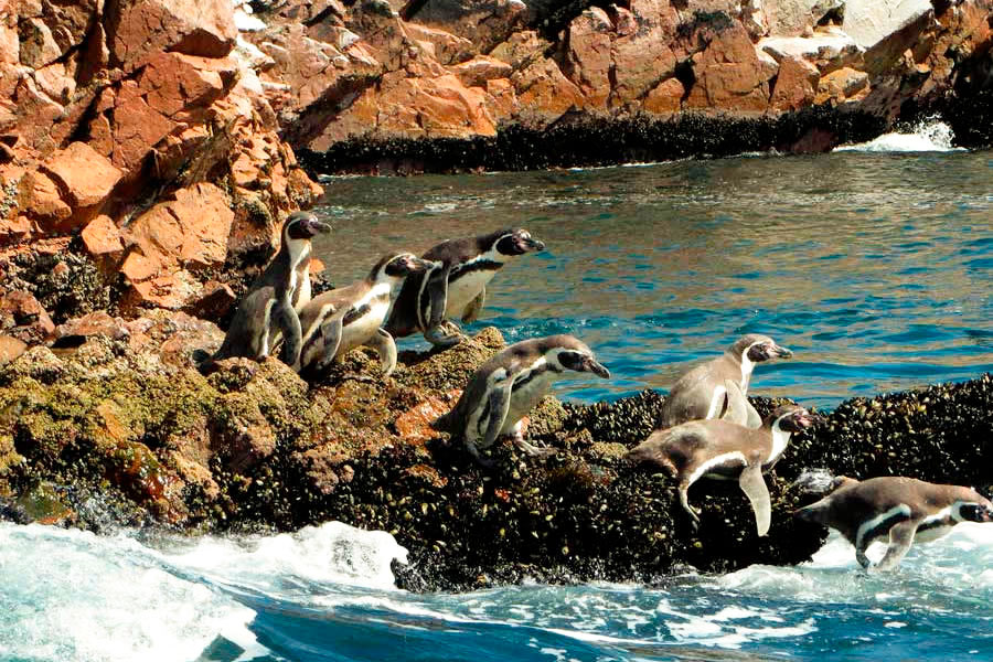 Isla Ballestas Perú